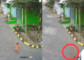 Sopir Fortuner Tersangka dalam Kecelakaan Tragis Balita di Sidoarjo. Sumber BicaraIndonesia.