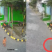 Sopir Fortuner Tersangka dalam Kecelakaan Tragis Balita di Sidoarjo. Sumber BicaraIndonesia.