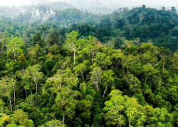 Terobosan Baru Konservasi Hutan Indonesia, Upaya Sinergi Sumber Daya untuk #SelamatkanPlanetKita!