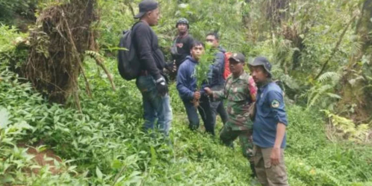 Pemilik Ladang Ganja di Kawasan TNBTS Masih Buron, Polisi Terus Lakukan Pengejaran
