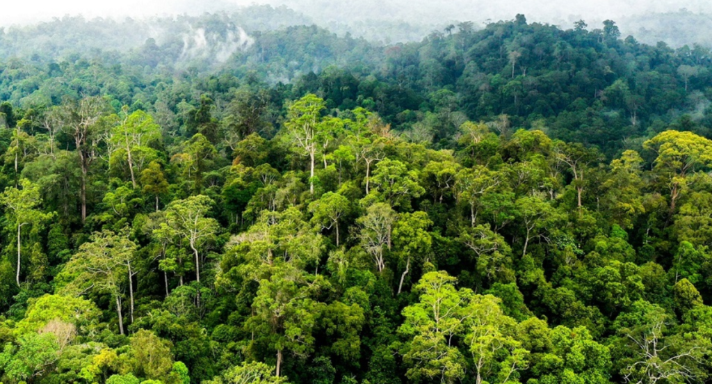Terobosan Baru Konservasi Hutan Indonesia, Upaya Sinergi Sumber Daya untuk #SelamatkanPlanetKita!